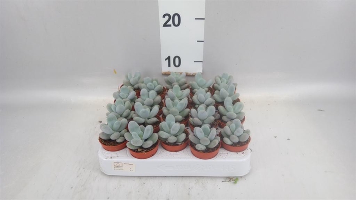 <h4>Pachyphytum oviferum 'Rubra'</h4>