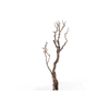 Syringa Branch Extra Fernandes