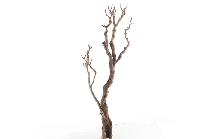 Syringa Branch Extra Fernandes