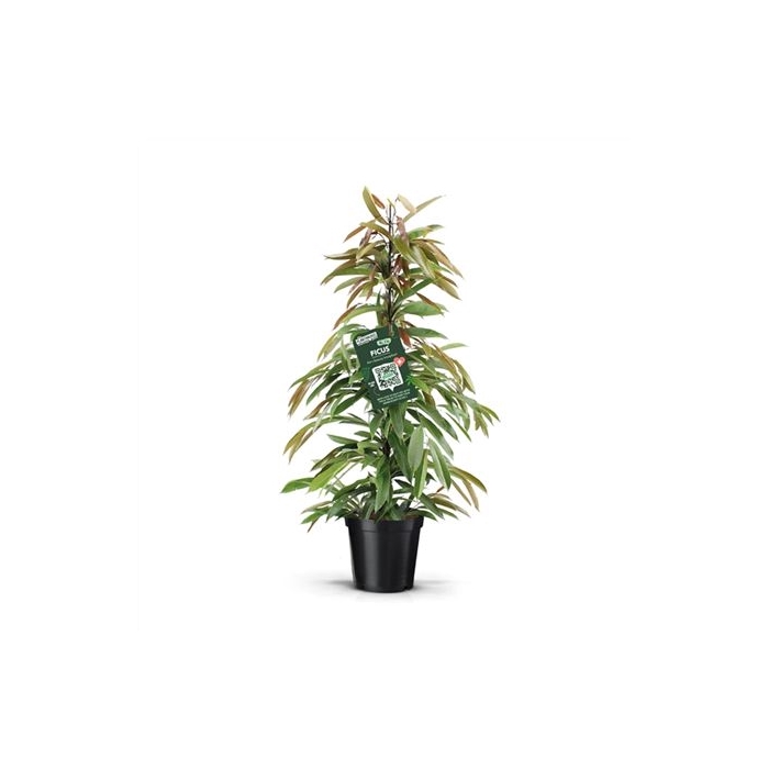 <h4>Ficus Amstelking</h4>