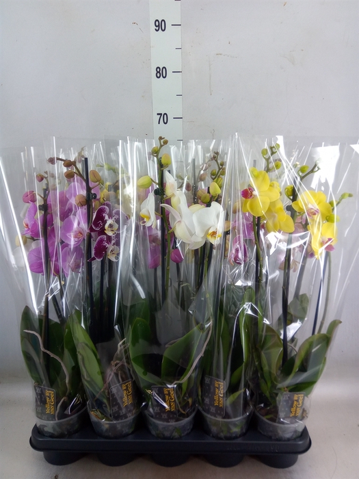 <h4>Phalaenopsis   ...mix  5</h4>