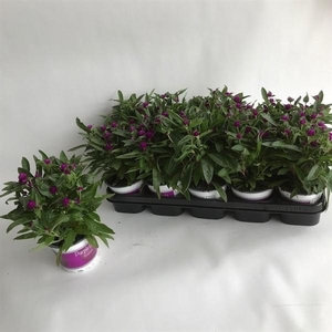 Gomphrena globosa 'Purple Dots'