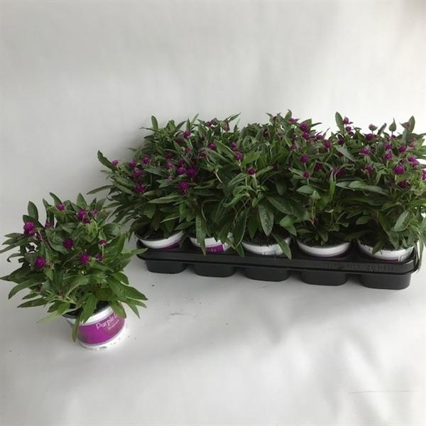 <h4>Gomphrena globosa 'Purple Dots'</h4>