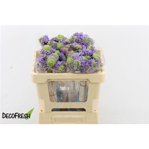 Scab At F Lavender Scoop