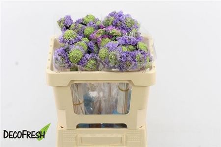 <h4>Scab At F Lavender Scoop</h4>
