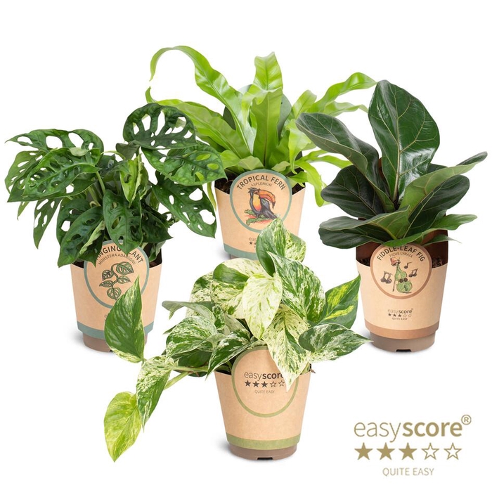 <h4>Green Collection</h4>