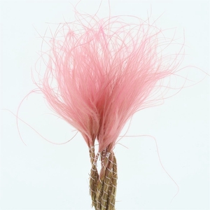 Dried Stypa Penata Pink Fluffy