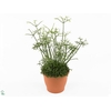 Kolibri Greens Rhipsalis Cereuscula Gold