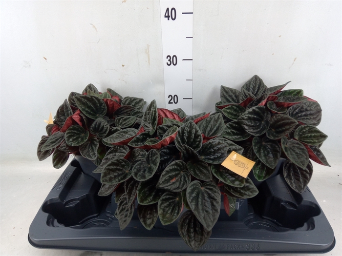 <h4>Peperomia</h4>