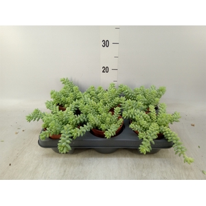 Sedum burrito