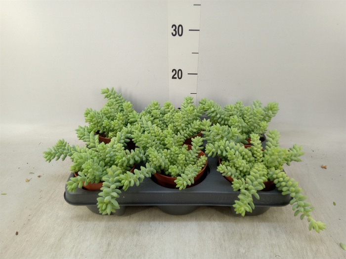 <h4>Sedum burrito</h4>