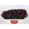 Leucadendron Saf Sunset Dark R.
