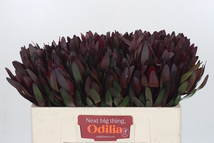 Leucadendron Saf Sunset Dark R.