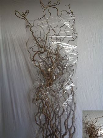 <h4>Corylus Av Contorta</h4>