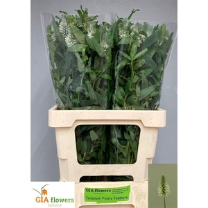 Trifolium R Fros Feathers