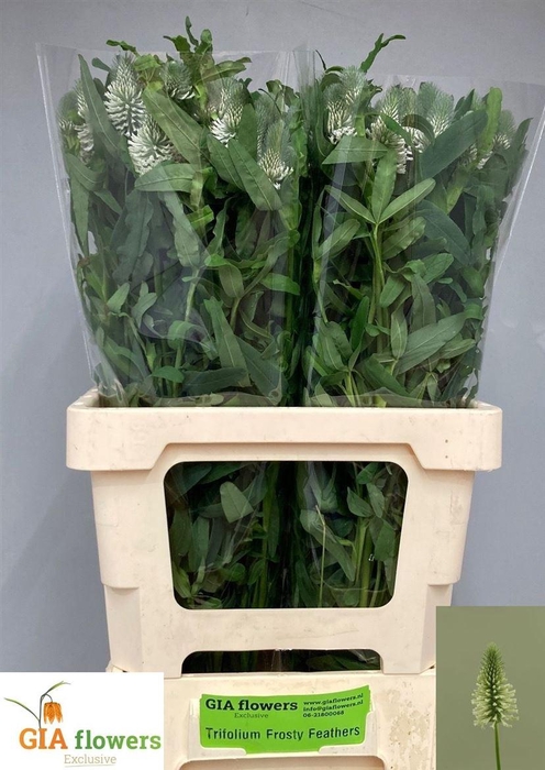 <h4>Trifolium R Fros Feathers</h4>
