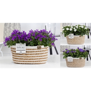 Campanula Mix Pure Field Basket