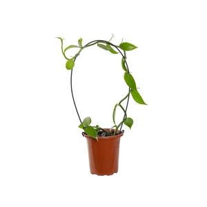 ORQUIDEA BAUNILHA ARCO P15 SEM FLOR