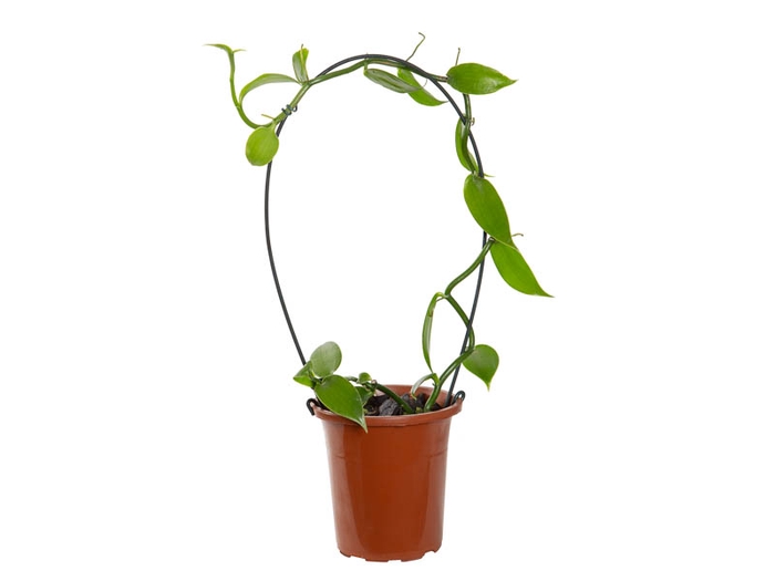 ORQUIDEA BAUNILHA ARCO P15 SEM FLOR