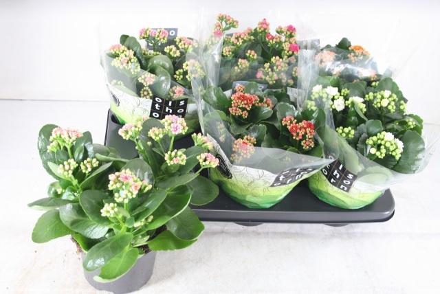 <h4>KAL GE GEM 5 KL</h4>