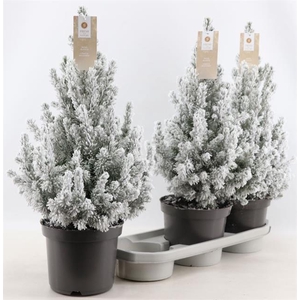 PICEA GL SNEEUW