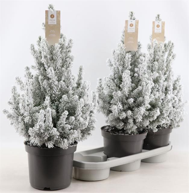 PICEA GL SNEEUW