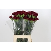 Dianthus St Zurigo