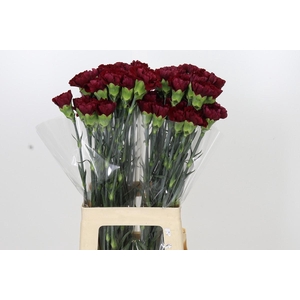 Dianthus St Zurigo