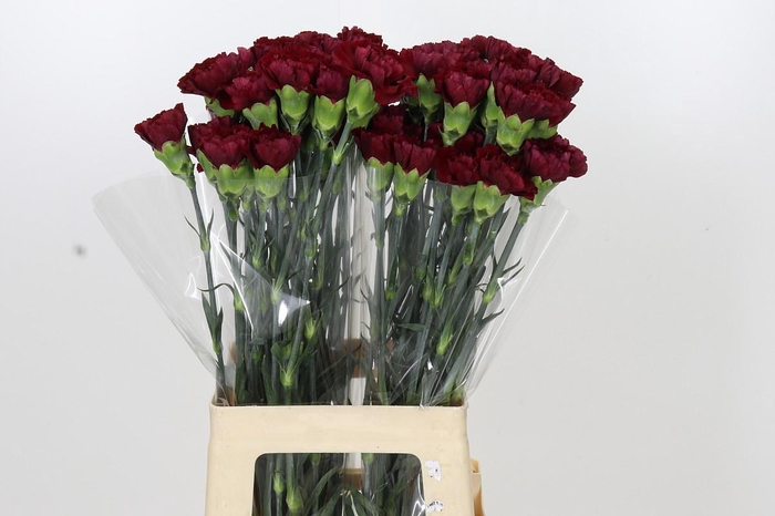 <h4>Dianthus St Zurigo</h4>