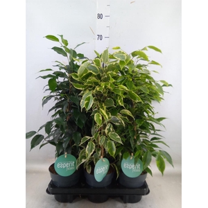 Ficus benja.   ...mix