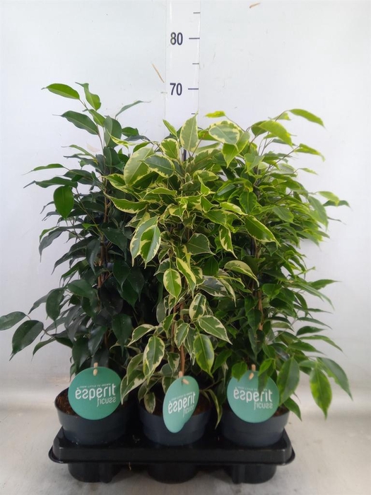 <h4>Ficus benja.   ...mix</h4>