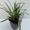 Carex 'Irisch Green'