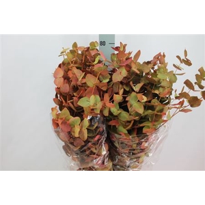 Euca Cinerea Klb Herfst Lang