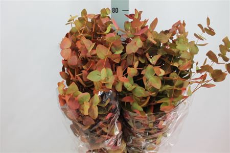 <h4>Euca Cinerea Klb Herfst Lang</h4>