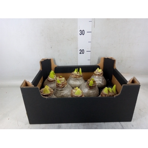 Hippeastrum   ...waxed H%