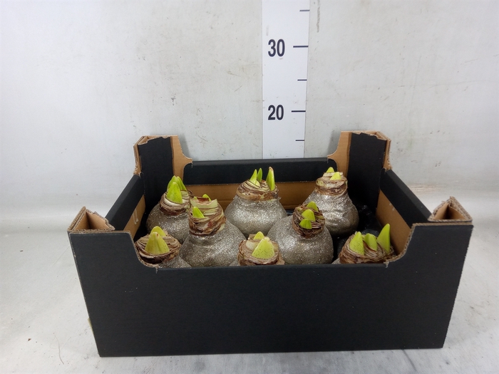 <h4>Hippeastrum   ...waxed H%</h4>