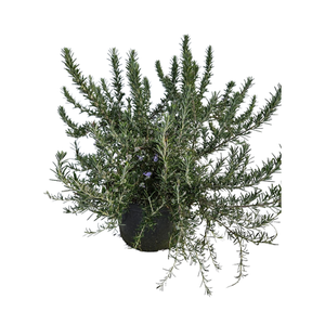 Salvia overig