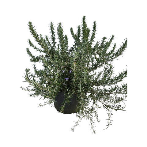 Salvia overig