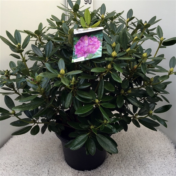 <h4>Rhodo. catawbiense 'Grandiflorum' purple</h4>