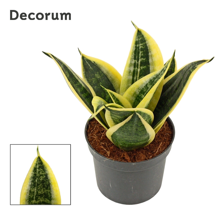<h4>Sansevieria Hahnii 9 cm Sunrise (Decorum)</h4>