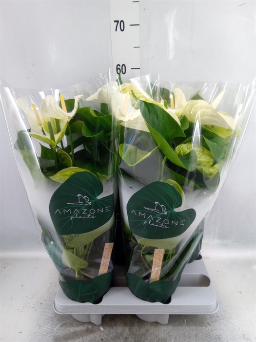 <h4>Anthurium andr. 'Samora'</h4>