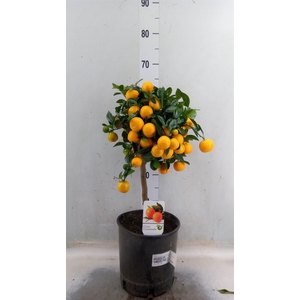 Citrus   ...