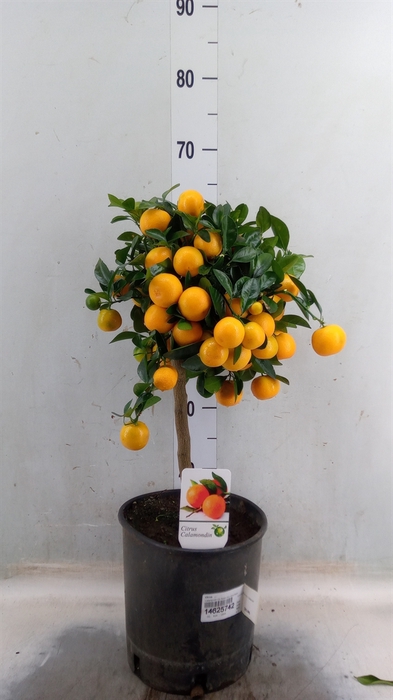 <h4>Citrus   ...</h4>