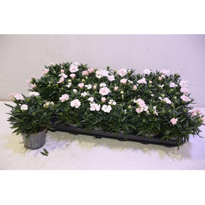 arr8 Dian Oscar White