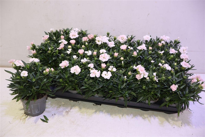 <h4>arr8 Dian Oscar White</h4>