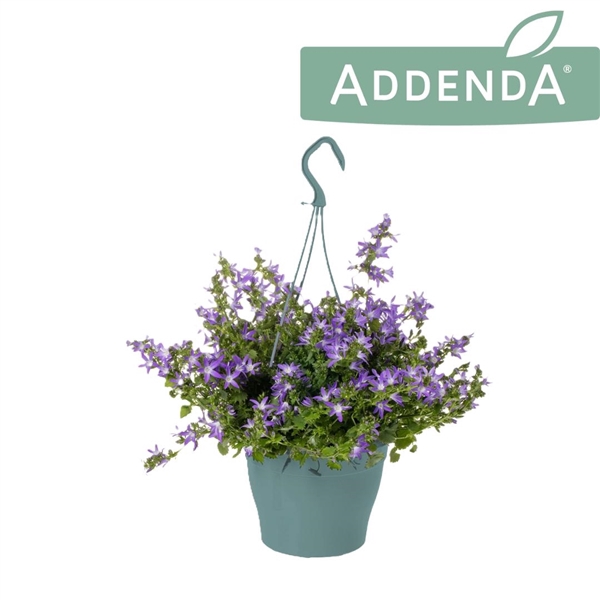 <h4>Campanula Adansa Purple Hangpot</h4>