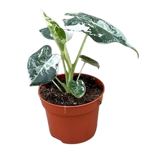 Alocasia Micholitziana Frydek variegata