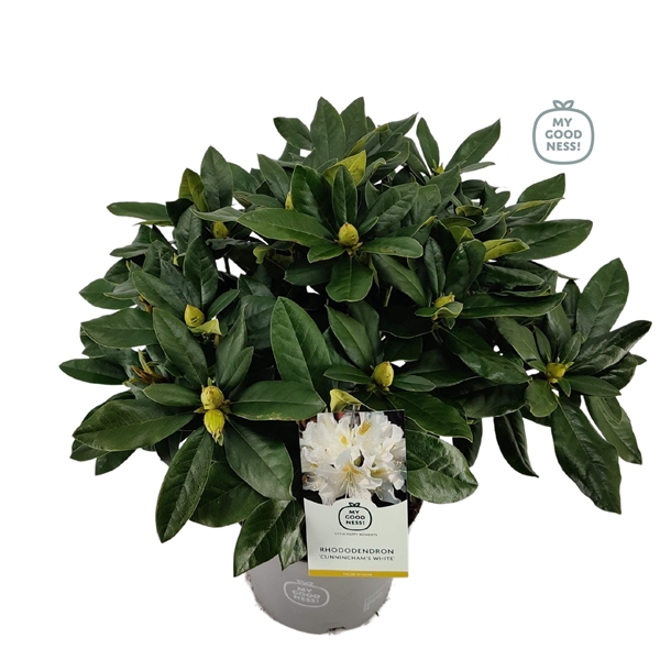 <h4>Rhododendron 40-50 /5 liter 'Cunningham's White'</h4>