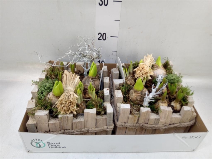 <h4>Arr.   Bol/Knolgewas L%</h4>