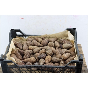 Pinea Mini In Kist 100 St Inh